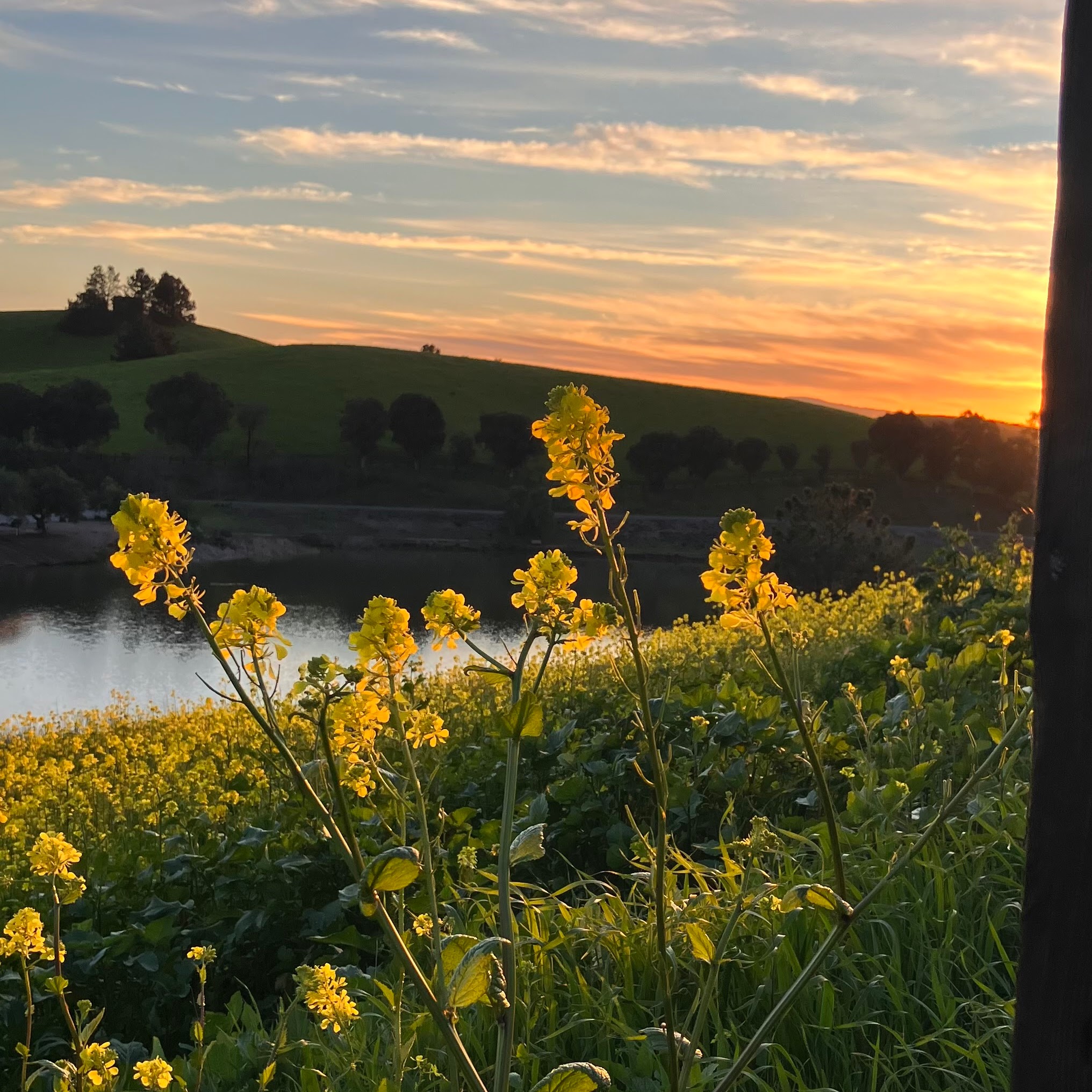 Scarlett Juszkiewicz