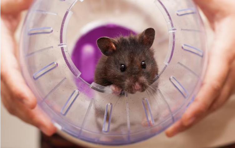 Why Hamster Balls Are Actually Harmful